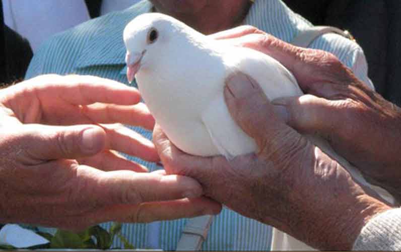 bird_in_hand.jpg
